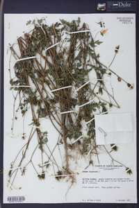 Bidens bipinnata image