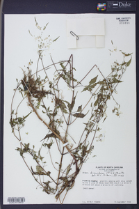 Bidens bipinnata image