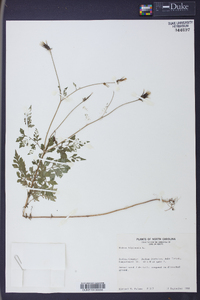 Bidens bipinnata image