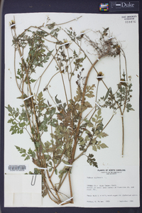 Bidens bipinnata image