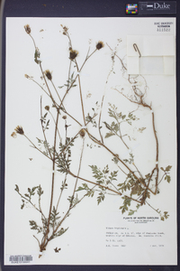 Bidens bipinnata image