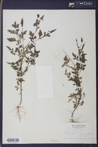 Bidens bipinnata image