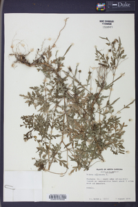 Bidens bipinnata image