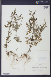 Bidens bipinnata image