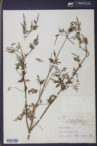 Bidens bipinnata image