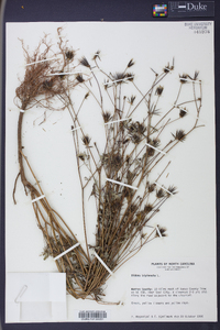 Bidens bipinnata image