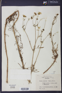 Bidens trichosperma image