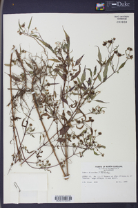 Bidens discoidea image