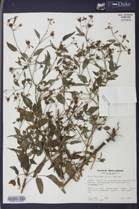 Bidens discoidea image