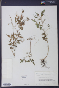 Bidens discoidea image