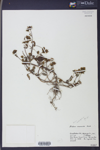 Bidens connata image