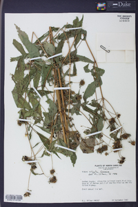 Bidens vulgata image