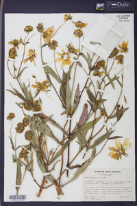 Bidens laevis image