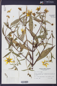 Bidens laevis image