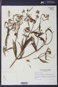 Bidens laevis image