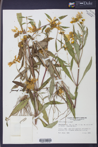 Bidens laevis image