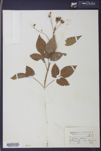 Bidens pilosa image