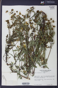 Bidens polylepis image