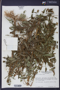 Bidens polylepis image