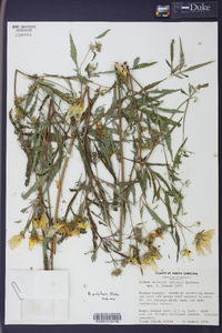 Bidens polylepis image