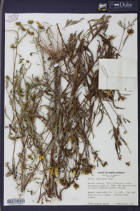 Bidens polylepis image