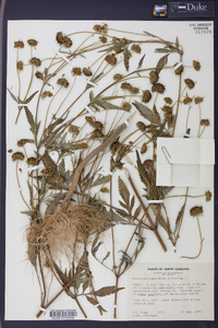 Bidens polylepis image