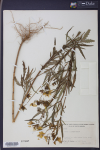 Bidens polylepis image