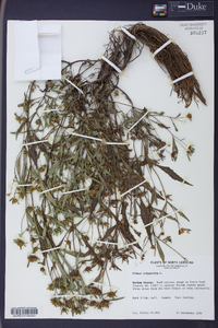 Bidens tripartita image