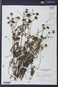 Bidens vulgata image