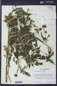 Bidens vulgata image