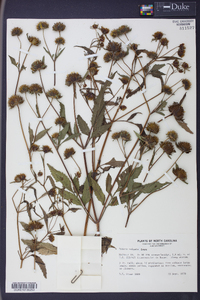 Bidens vulgata image