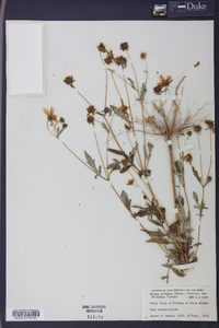 Bidens aristosa image