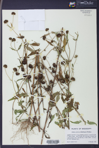 Bidens aristosa image