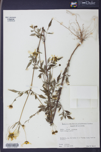 Bidens aristosa image