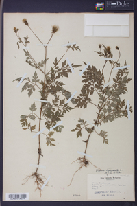 Bidens bipinnata image