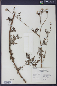 Bidens bipinnata image