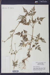 Bidens bipinnata image