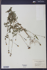 Bidens bipinnata image