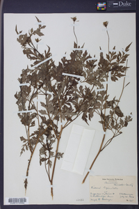 Bidens bipinnata image