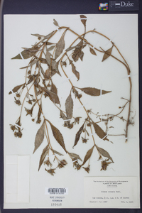 Bidens connata image