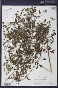 Bidens discoidea image