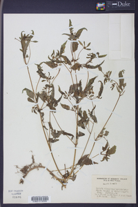 Bidens discoidea image