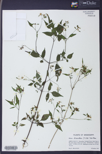 Bidens discoidea image