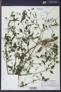 Bidens discoidea image