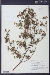 Bidens discoidea image