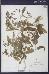 Bidens discoidea image