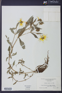 Bidens laevis image