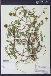 Bidens laevis image