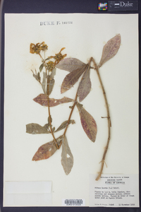 Bidens laevis image