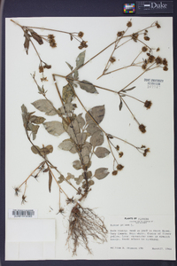 Bidens pilosa image